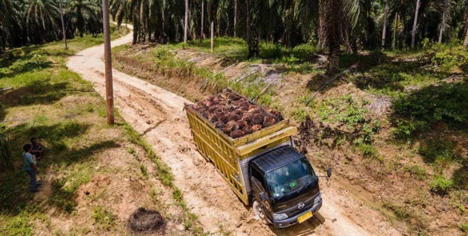 Ekspansi Sawit di Papua Dinilai Bisa Dikelola Berkelanjutan untuk Energi dan Kesejahteraan