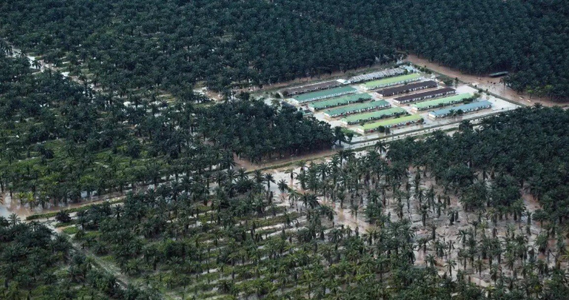 Pemerintah Tegaskan Pengembangan Sawit Papua Berbasis Perlindungan Lingkungan dan Hak Masyarakat Ada