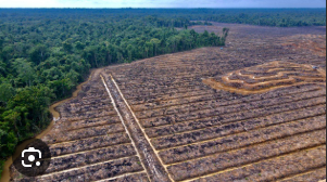 Pemerintah Ambil Langkah Terukur Merespons Polemik Penolakan Sawit di Papua