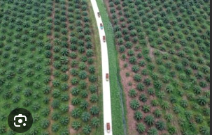 Papua dan Sawit: Peluang Ekonomi Baru dengan Pendekatan Berkelanjutan