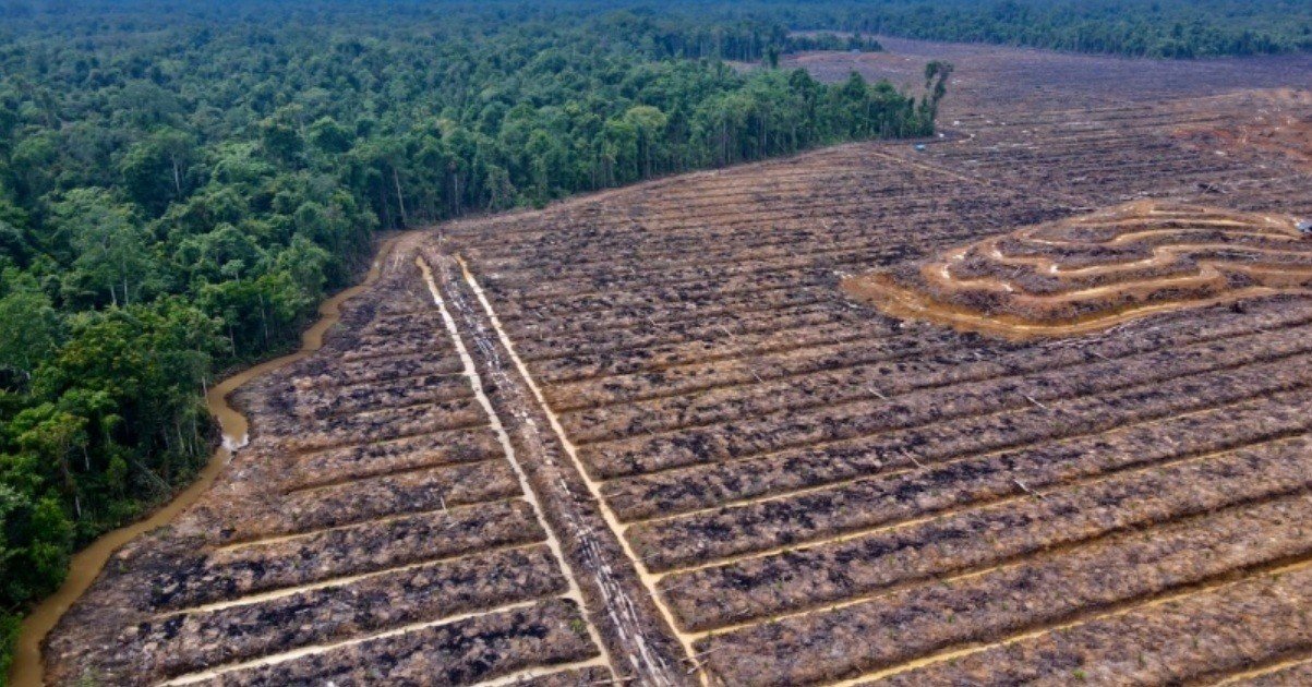 Pemerintah Tegaskan Rencana Pengembangan Sawit di Papua Dilakukan Secara Terkelola, Tidak Akan Mengo