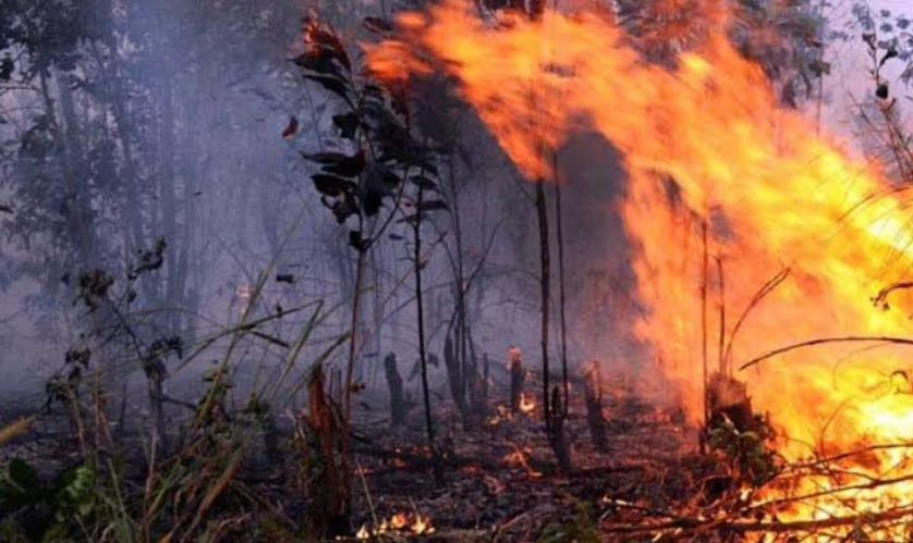 Polisi Diminta Ungkap Aktor Pembakaran Hutan, Pemerintah Perkuat Penegakan Hukum Lingkungan